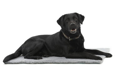 KRUUSE Vet Bed Grey, 75 x 50 cm